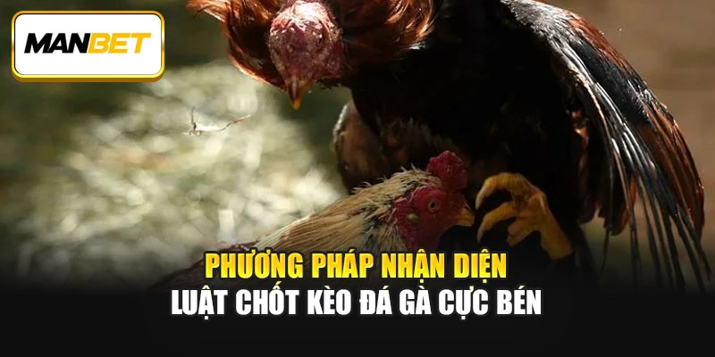 Phương pháp nhận diện luật chốt kèo đá gà cực bén