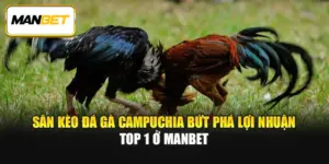 Săn Kèo Đá Gà Campuchia Bứt Phá Lợi Nhuận Top 1 Ở ManBet 