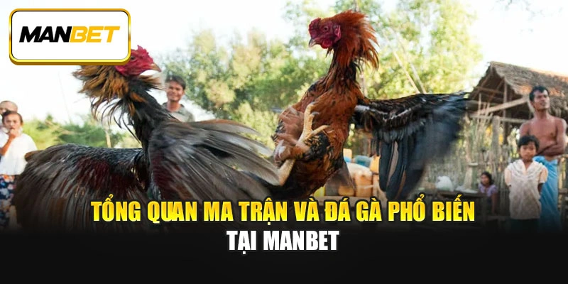 Tổng quan ma trận và đá gà phổ biến tại Manbet